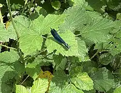 Blauflügel-Prachtlibelle am Ötersbach