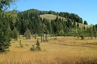 Weidschober über dem Überlingmoos