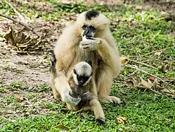 Nördlicher Weißwangen-Schopfgibbon, Weibchen mit Jungtier