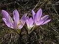 Colchicum bulbocodium subsp. versicolor in der Ukraine