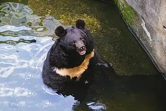 Kragenbär (Ursus thibetanus)