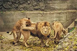 Löwen (Panthera leo)