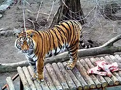 Tiger (Panthera tigris)