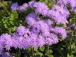 Gewöhnlicher Leberbalsam (Ageratum houstonianum)