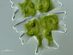 Micrasterias americana