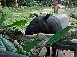 Schabrackentapir