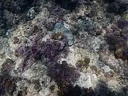 Teerklumpen im Wasser bei Rosch haNikra