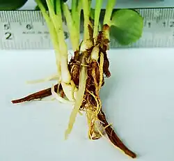 Gewürzlilie (Galanga)