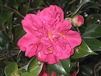 Kadoorie Farm and Botanic Garden, Hongkong