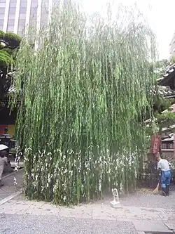 „Sechseck-Weide“