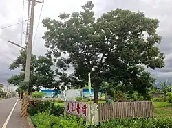 Daren-Geshu – ein alter Zedrachbaum im Dorf Xinwei[12]