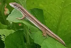 Takydromus wolteri