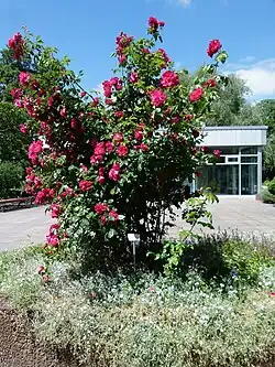 „Hamburger Phönix“