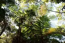 Baumfarn im Fred Hollows Reserve, Randwick, Sydney