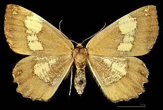 Angerona prunaria corylaria ♀