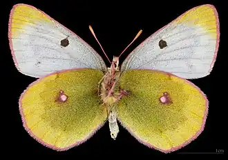 Colias phicomone ♀ △