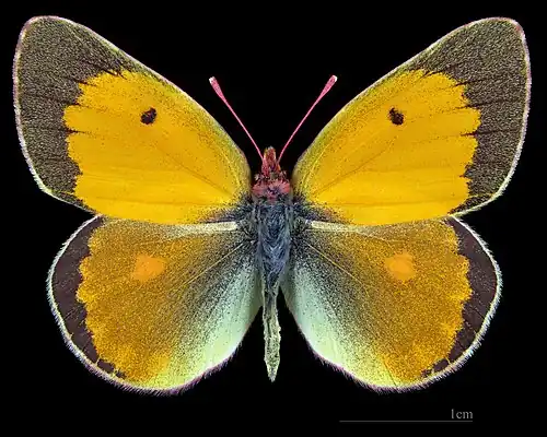 Colias myrmidone