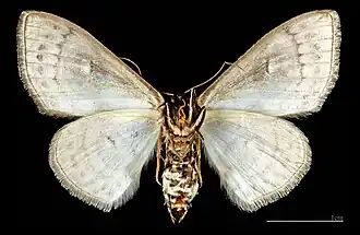 Problepsis ocellata ♀ △