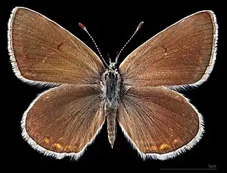 Polyommatus d. damone ♀