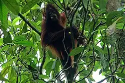 Orang Utan am Kinabatangan