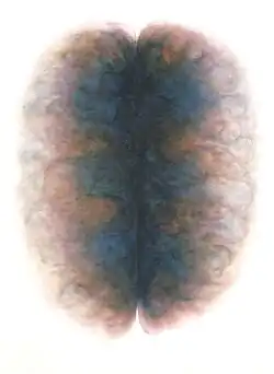 Aquarell aus der Serie Encephalon - Bilder aus dem Kopf 1994- 100 x70 cm