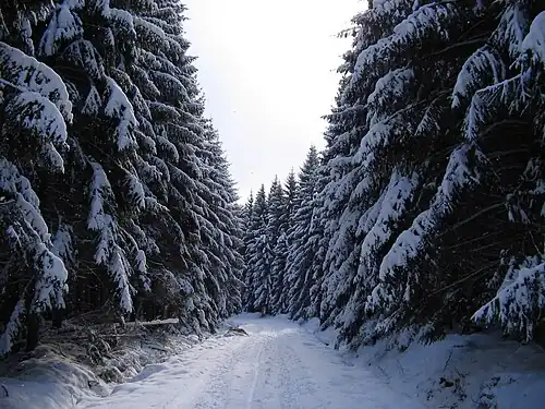 Der Hertogenwald im Winter