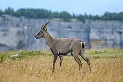 Weiblicher Alpensteinbock in Creux du Van, Schweiz