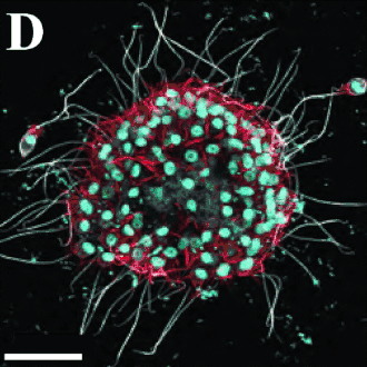 Große Kolonie von B. monosierra (Durchmesser 58 µm). Balken: 20 µm.