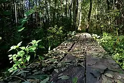 Holzplanken auf den Wegen durch das Weingartener Moor