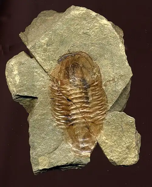 Der Trilobit Glossopleura producta (vormals Dolichometopus productus) in der Bright-Angel-Formation