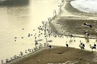 Wasservögel im Delta