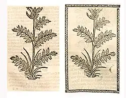 Links: Hortus sanitatis Ausgabe Straßburg 1497 (Millefolium). Rechts: Hieronymus Brunschwig Kleines Destillierbuch, Straßburg 1500 (Garbe)