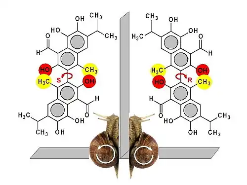 Gossypol-Enantiomere 1000 x 750