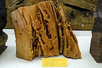 Fraßbild von Rossameisen im Holz