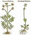 Hieronymus Bock 1539 / 1546 Valeriana off. und Valeriana dioica