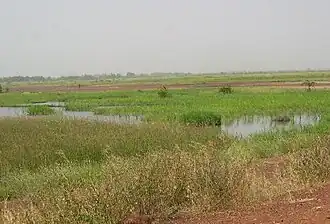 Typische Salzwiesenlandschaft in Gambia