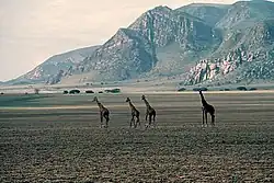 Giraffen auf der Hochebene in Malambo