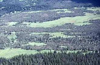 Durch den Tornado entwurzelte Bäume