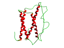 Somatotropin (Bos taurus)
