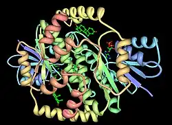 Estradiol-17β-Dehydrogenase