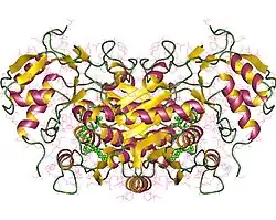 UDP-Glucose-4-Epimerase