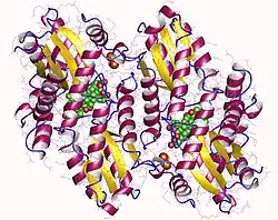 Ferrochelatase