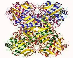 Phosphofructokinase 1