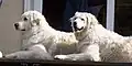 Kuvasz