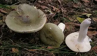 Grasgrüner Täubling (Russula aeruginea)