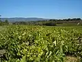 Weinbau an den Côtes du Luberon