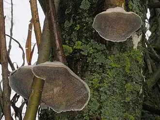Anis-Tramete Trametes suaveolens an und in Weide