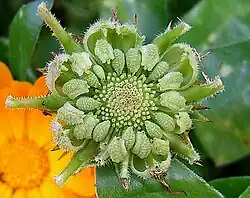 Fruchtstand: die Achänen in jedem Fruchtstand sind in Größe und Form unterschiedlich.