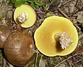 Ringloser Butterpilz Suillus collinitus