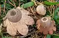 Kragen-Erdstern Geastrum striatum